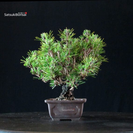 Pinus Thunbergii Kuromatsu Kotobuki Senjumaru - immagine 2