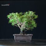 Pinus Thunbergii Kuromatsu Kotobuki Senjumaru - immagine 3