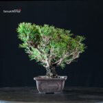 Pinus Thunbergii Kuromatsu Kotobuki Senjumaru - immagine 4