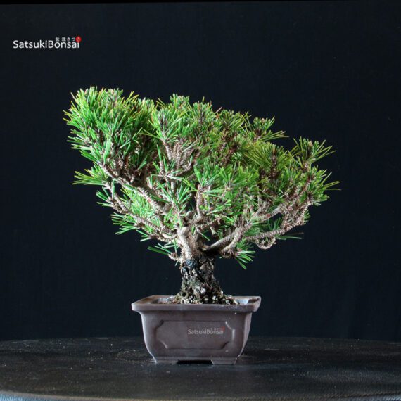 Pinus Thunbergii Kuromatsu Kotobuki Senjumaru - immagine 4