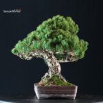 Pinus Pentaphylla - Goyomatsu - immagine 2