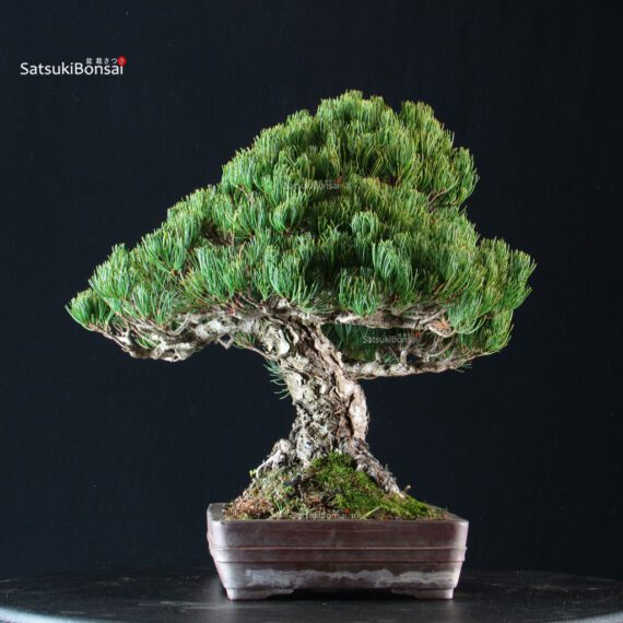 Pinus Pentaphylla - Goyomatsu - immagine 2