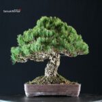 Pinus Pentaphylla - Goyomatsu - immagine 4