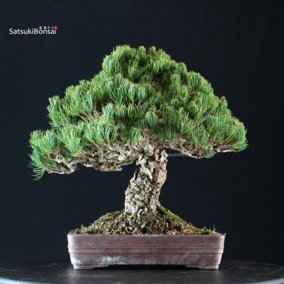 Pinus Pentaphylla - Goyomatsu - immagine 4