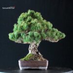 Pinus Pentaphylla - Goyomatsu - immagine 3