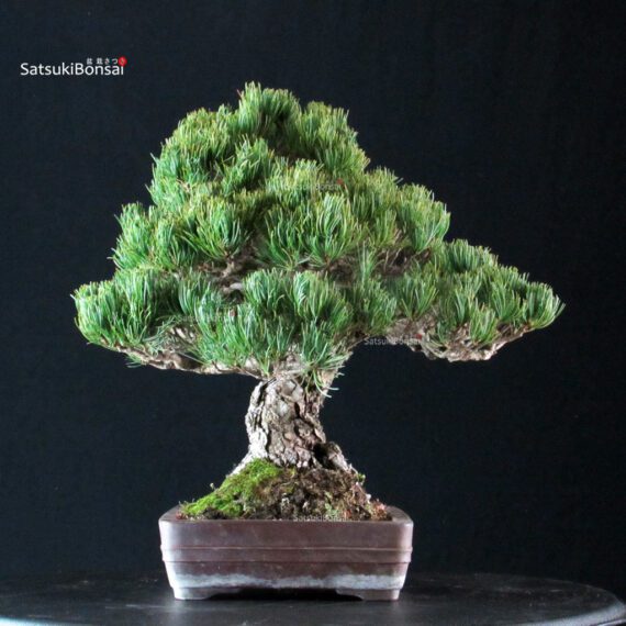 Pinus Pentaphylla - Goyomatsu - immagine 3