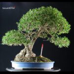 Phillyrea Angustifolia