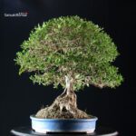 Phillyrea Angustifolia - immagine 2