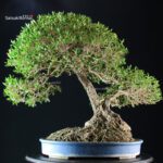 Phillyrea Angustifolia - immagine 4