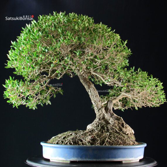 Phillyrea Angustifolia - immagine 4