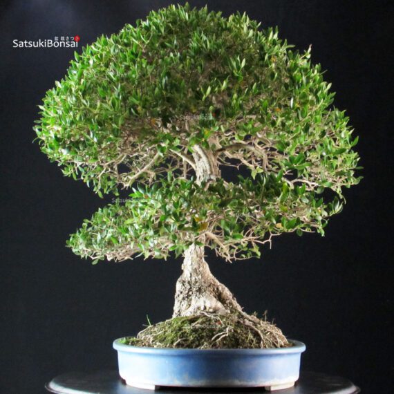 Phillyrea Angustifolia - immagine 3