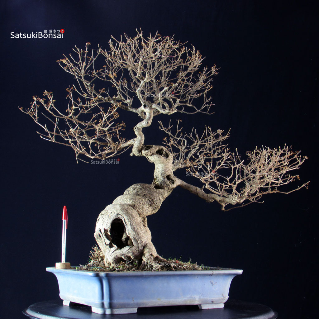 5729_1-Callicarpa-Japonica Callicarpa Japonica - immagine 1