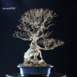 Callicarpa Japonica - immagine 3