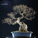 Callicarpa Japonica - immagine 5