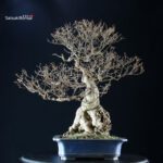 Callicarpa Japonica - immagine 4