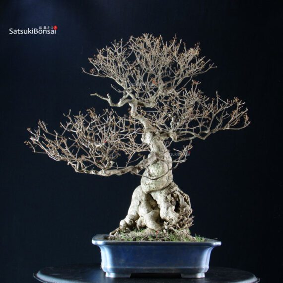 Callicarpa Japonica - immagine 4