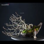 Fagus Sylvatica - Faggio europeo