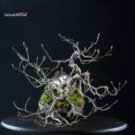 Fagus Sylvatica - Faggio europeo - immagine 3