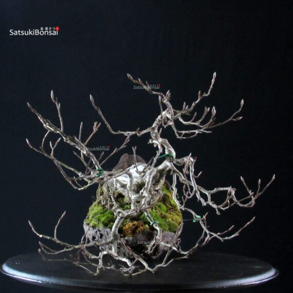 Fagus Sylvatica - Faggio europeo - immagine 3