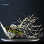 Fagus Sylvatica - Faggio europeo - immagine 2