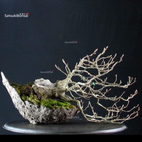 Fagus Sylvatica - Faggio europeo - immagine 2