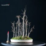 Celtis Australis - Bagolaro bosco