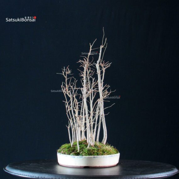 Celtis Australis - Bagolaro bosco - immagine 2