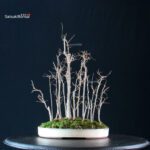 Celtis Australis - Bagolaro bosco - immagine 4