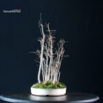 Celtis Australis - Bagolaro bosco - immagine 3