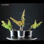 Juniperus Chinensis Itoigawa