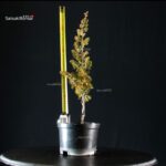 Juniperus Chinensis Itoigawa - immagine 2