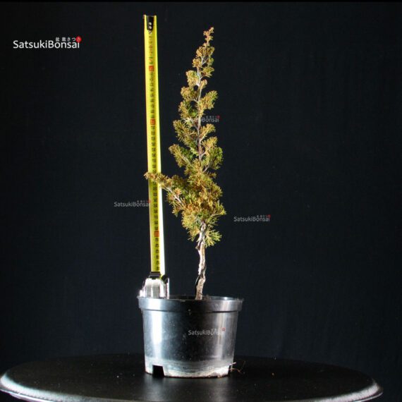 Juniperus Chinensis Itoigawa - immagine 2