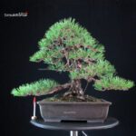 Pinus Thunbergii Kuromatsu