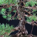 Pinus Thunbergii Kuromatsu - immagine 9