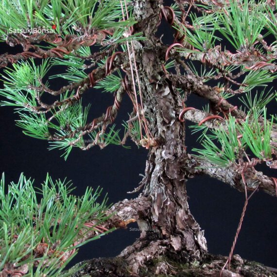Pinus Thunbergii Kuromatsu - immagine 9