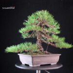 Pinus Thunbergii Kuromatsu - immagine 8