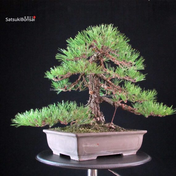 Pinus Thunbergii Kuromatsu - immagine 8