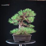 Pinus Thunbergii Kuromatsu - immagine 7