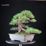 Pinus Thunbergii Kuromatsu - immagine 6
