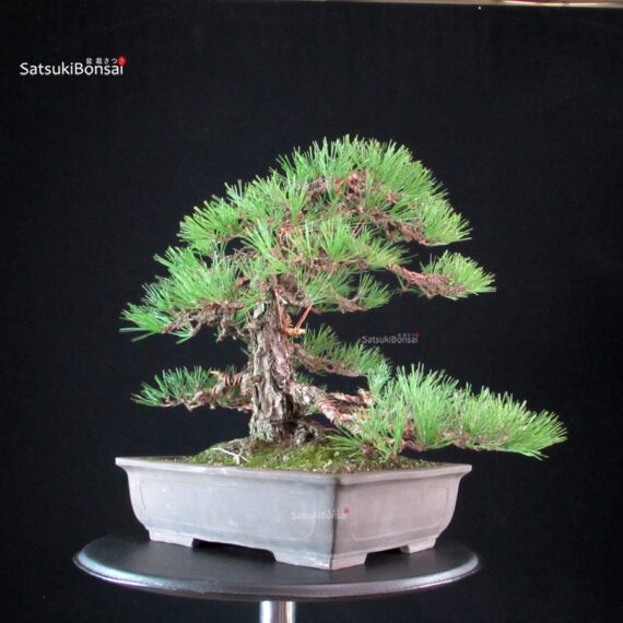 Pinus Thunbergii Kuromatsu - immagine 6