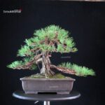 Pinus Thunbergii Kuromatsu - immagine 5