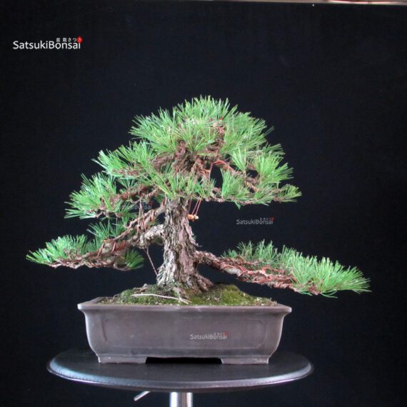 Pinus Thunbergii Kuromatsu - immagine 5