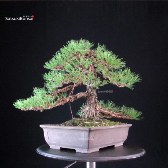 Pinus Thunbergii Kuromatsu - immagine 4