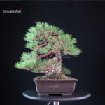 Pinus Thunbergii Kuromatsu - immagine 3