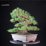 Pinus Thunbergii Kuromatsu - immagine 2