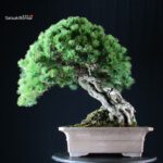 Pinus Pentaphylla - Goyomatsu Hokkaido - immagine 2