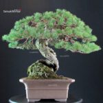 Pinus Pentaphylla - Goyomatsu Hokkaido - immagine 4