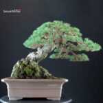 Pinus Pentaphylla - Goyomatsu Hokkaido - immagine 5