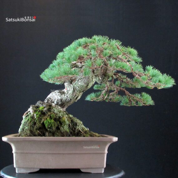 Pinus Pentaphylla - Goyomatsu Hokkaido - immagine 5