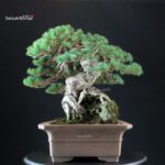 Pinus Pentaphylla - Goyomatsu Hokkaido - immagine 6